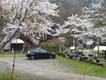 桜吹雪の中でサバゲー大会