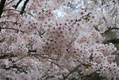 待ちに待った桜が咲いた