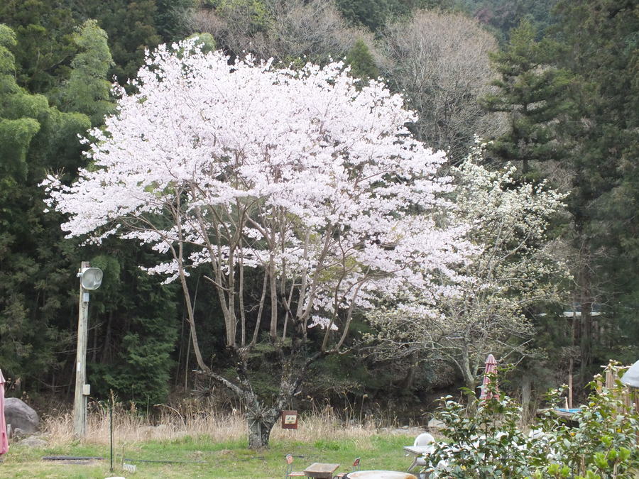 うば桜